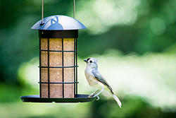 Wild Birds Unlimited Suet Cylinder Feeder