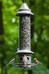 wild birds eliminator feeder