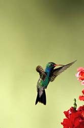 Broad-billed Hummingbird