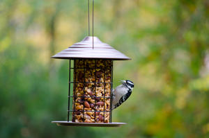 Decorative Seed Cylinder Feeder